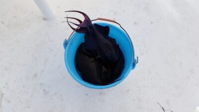 Black triggerfish ×6 — Red Sea