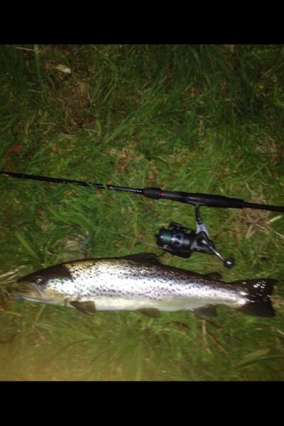 Brown Trout, 3.9 kg