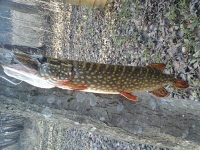 Northern Pike, 1.6 kg — Aisetas
