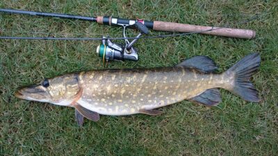 Northern Pike, 2.6 kg