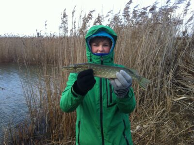 Northern Pike, 0.6 kg