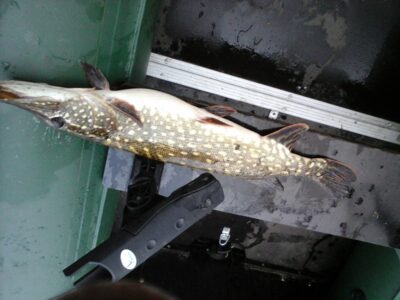 Northern Pike, 1.4 kg — Galuonis