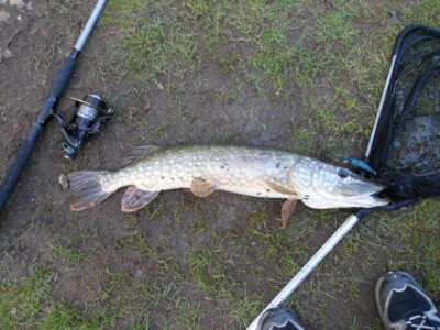 Northern Pike