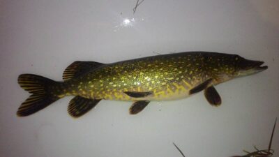 Northern Pike — Luknėnų