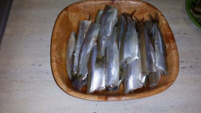 European smelt ×30