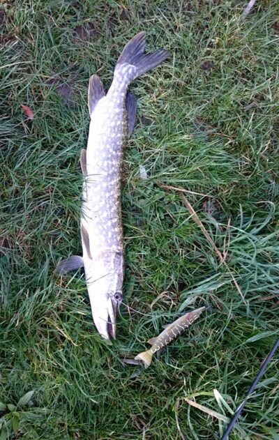 Northern Pike, 2.5 kg