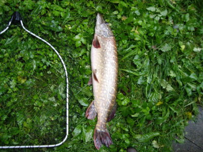 Northern Pike, 4.1 kg