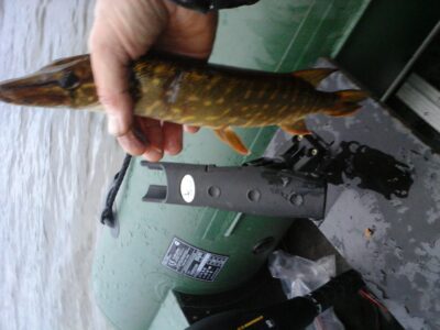 Northern Pike — Galuonis