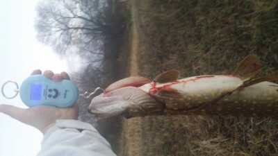 Northern Pike, 1.8 kg — Nevėžis
