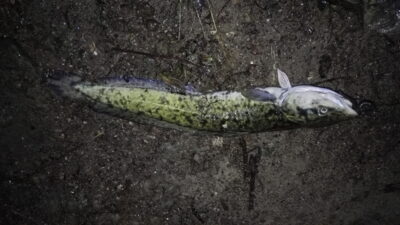 Burbot — Neman River
