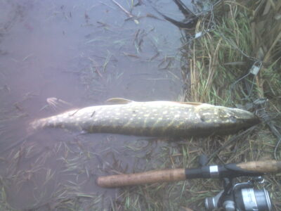 Northern Pike, 1.8 kg — Pociūnų