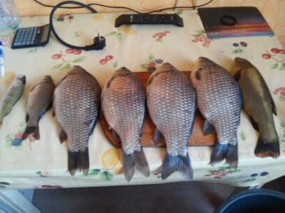 Prussian carp