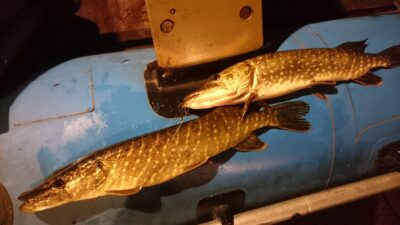 Northern Pike