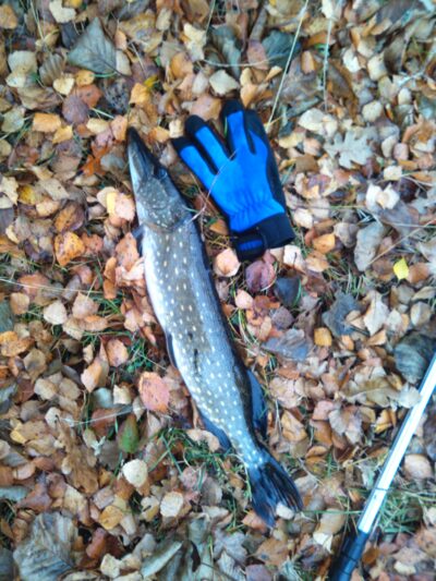 Northern Pike, 1.5 kg — Tenenys