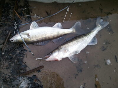 Pike perch, 1.8 kg
