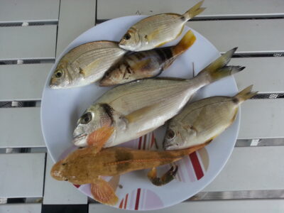Snapper, 0.1 kg — Adriatic Sea