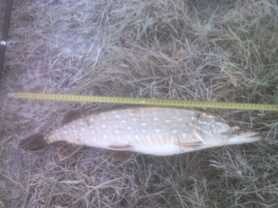 Northern Pike, 2.0 kg — Pociūnų