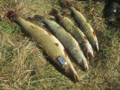 Northern Pike, 3.7 kg — Bubių