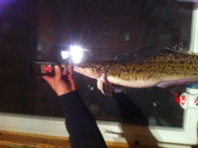 Burbot, 1.5 kg — Skirvytė