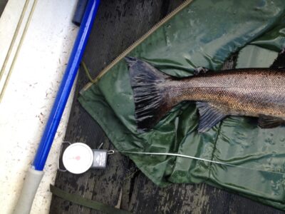 Ferox trout, 5.6 kg
