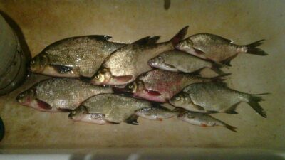 Carp bream ×7