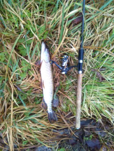 Northern Pike, 1.0 kg