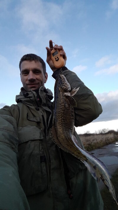 Burbot, 1.8 kg