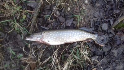 Northern Pike, 1.0 kg — Tauručių