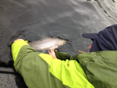 Ferox trout, 3.9 kg