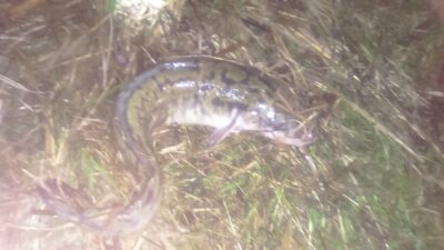 Burbot, 0.8 kg — Neman River