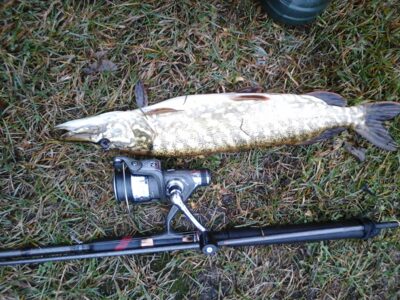 Northern Pike, 1.0 kg — Kiaunas