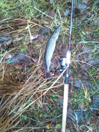 Northern Pike, 0.3 kg — Kryžiškių