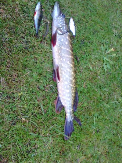 Northern Pike, 1.3 kg — Dargaičių
