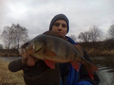 Eurasian perch, 0.4 kg — Nevėžis