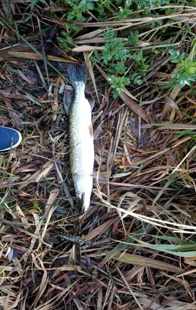 Northern Pike, 2.0 kg