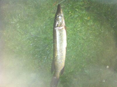 Northern Pike, 1.2 kg