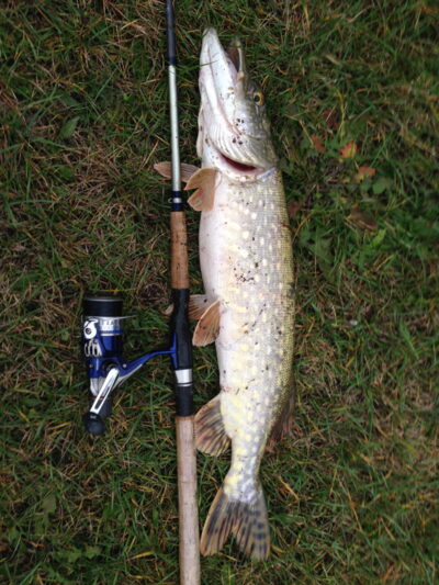 Northern Pike, 2.4 kg — Neman River