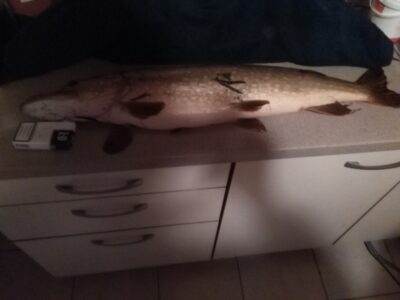 Northern Pike, 4.7 kg