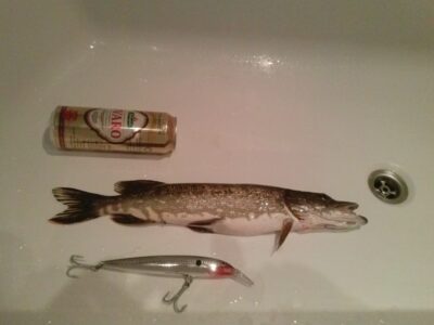 Northern Pike