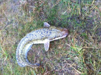 Burbot
