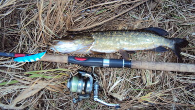 Northern Pike — Gėgė