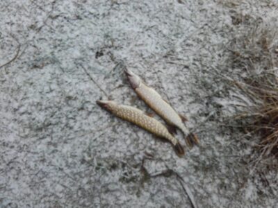 Northern Pike