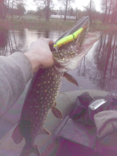 Northern Pike, 2.6 kg — Liškiavis