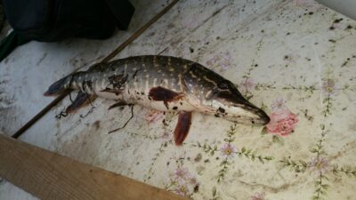 Northern Pike — Neris River