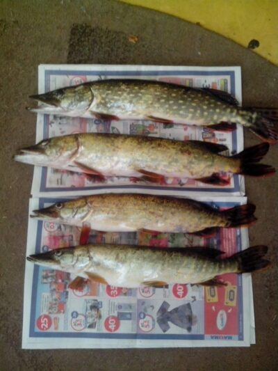 Northern Pike ×3