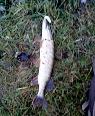 Northern Pike, 0.9 kg