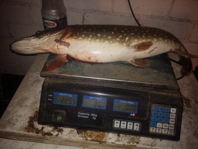 Northern Pike, 2.2 kg — Padvarių