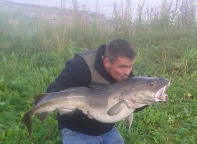 Atlantic cod, 15.0 kg — Norwegian Sea