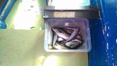 Atlantic cod ×12