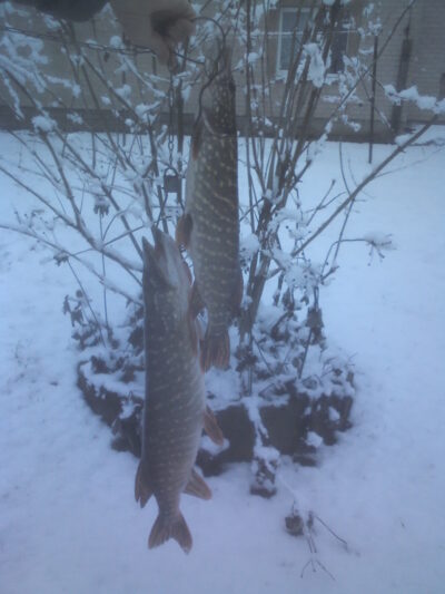Northern Pike, 2.4 kg — Pociūnų
